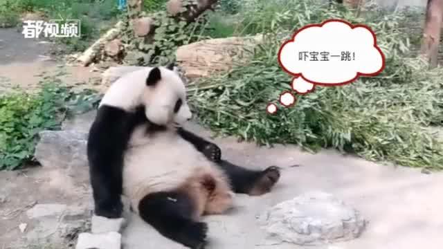 今日动物爆料最新消息,揭秘神秘生物新发现 第1张 今日动物爆料最新消息,揭秘神秘生物新发现 第1张